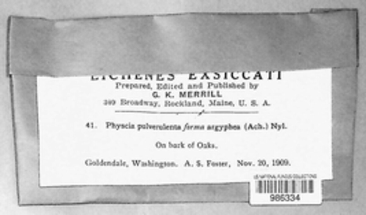 Physconia image